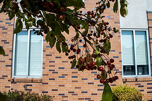 A tree with hanging leaves and clusters of bright red berries
